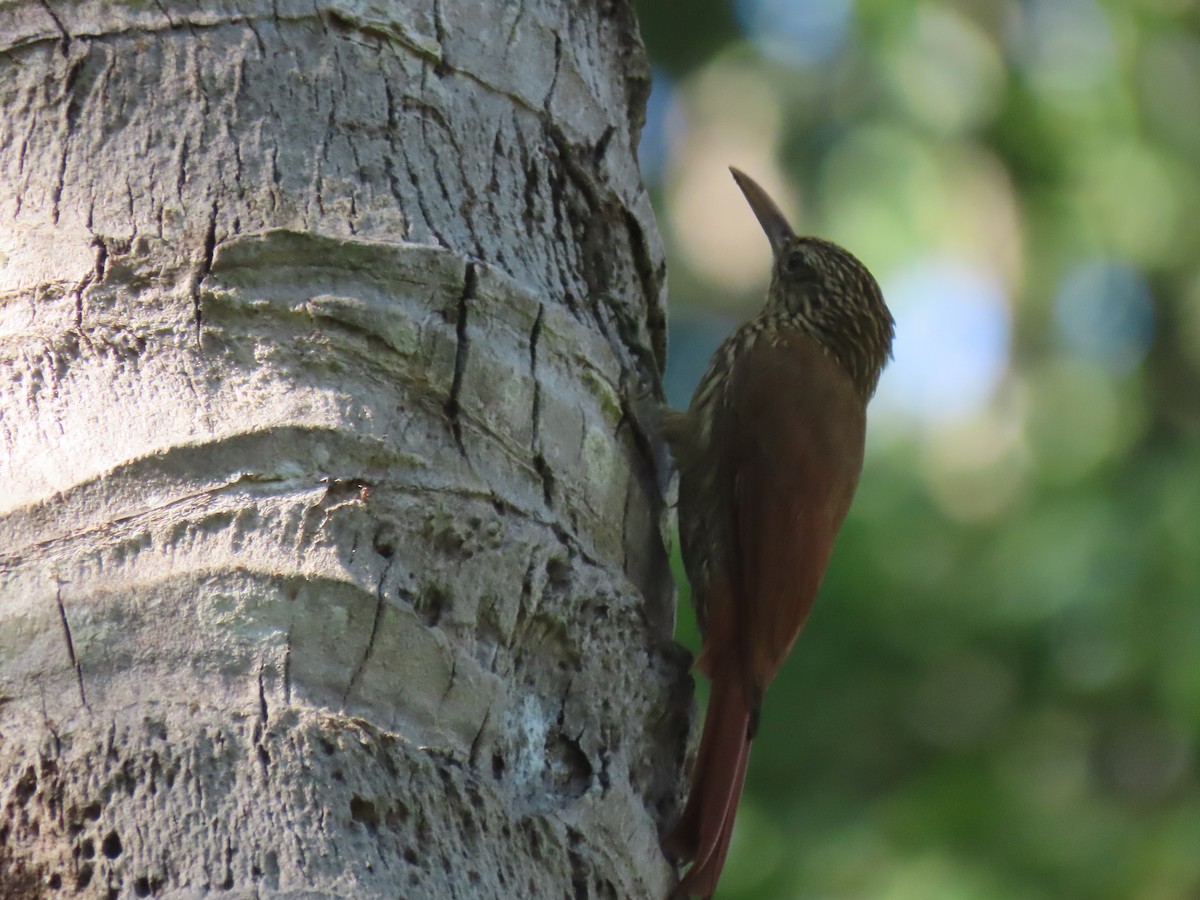 Cocoa Woodcreeper - ML624018736