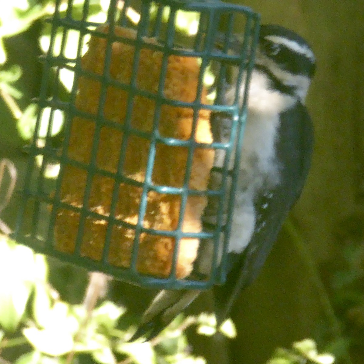 Hairy Woodpecker - ML624018737