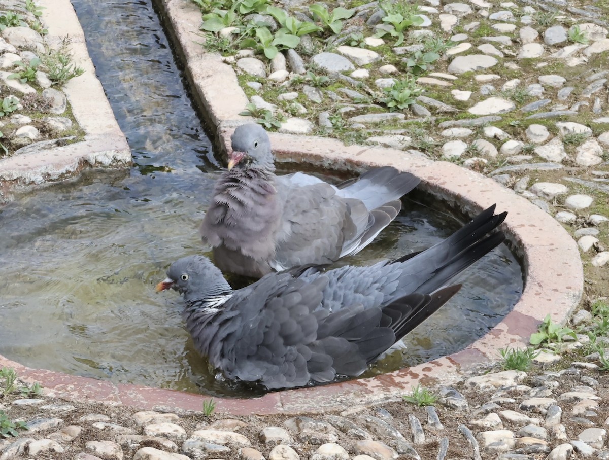 Common Wood-Pigeon - J. Fields Falcone