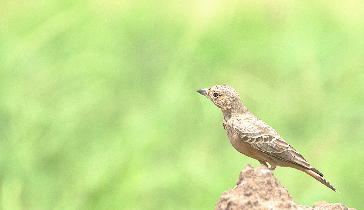 Rufous-tailed Lark - ML624018739