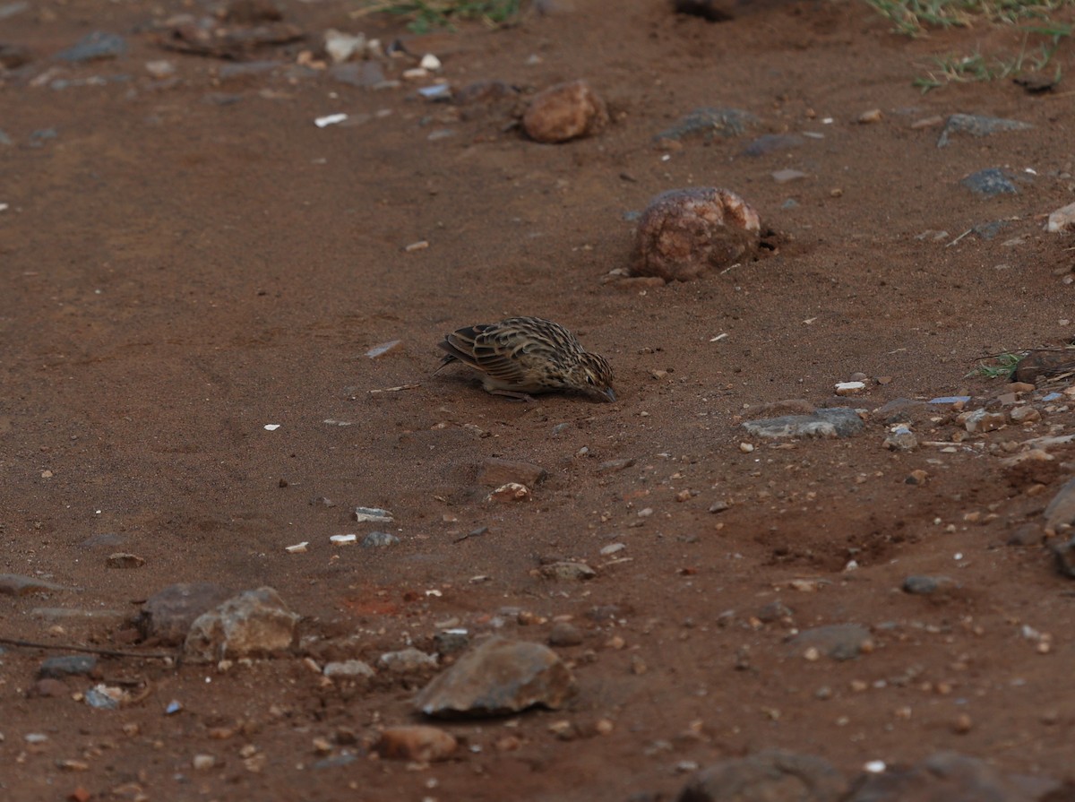 Jerdon's Bushlark - Kiran Lee