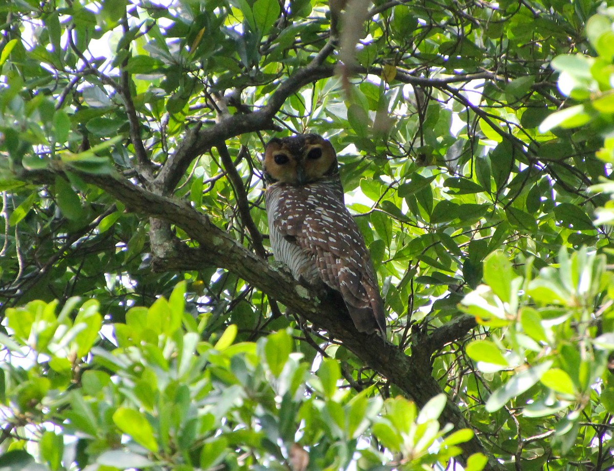 Spotted Wood-Owl - ML624018745