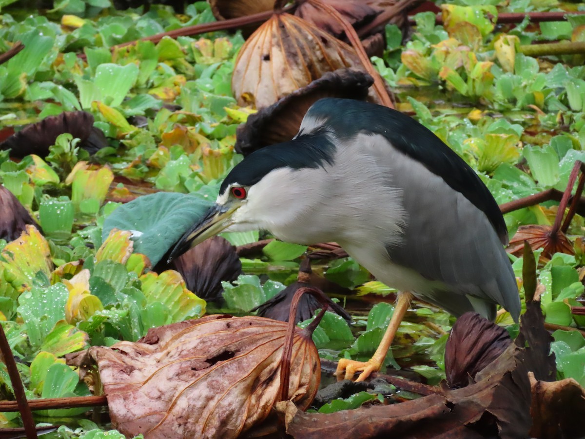 Black-crowned Night Heron - ML624018756