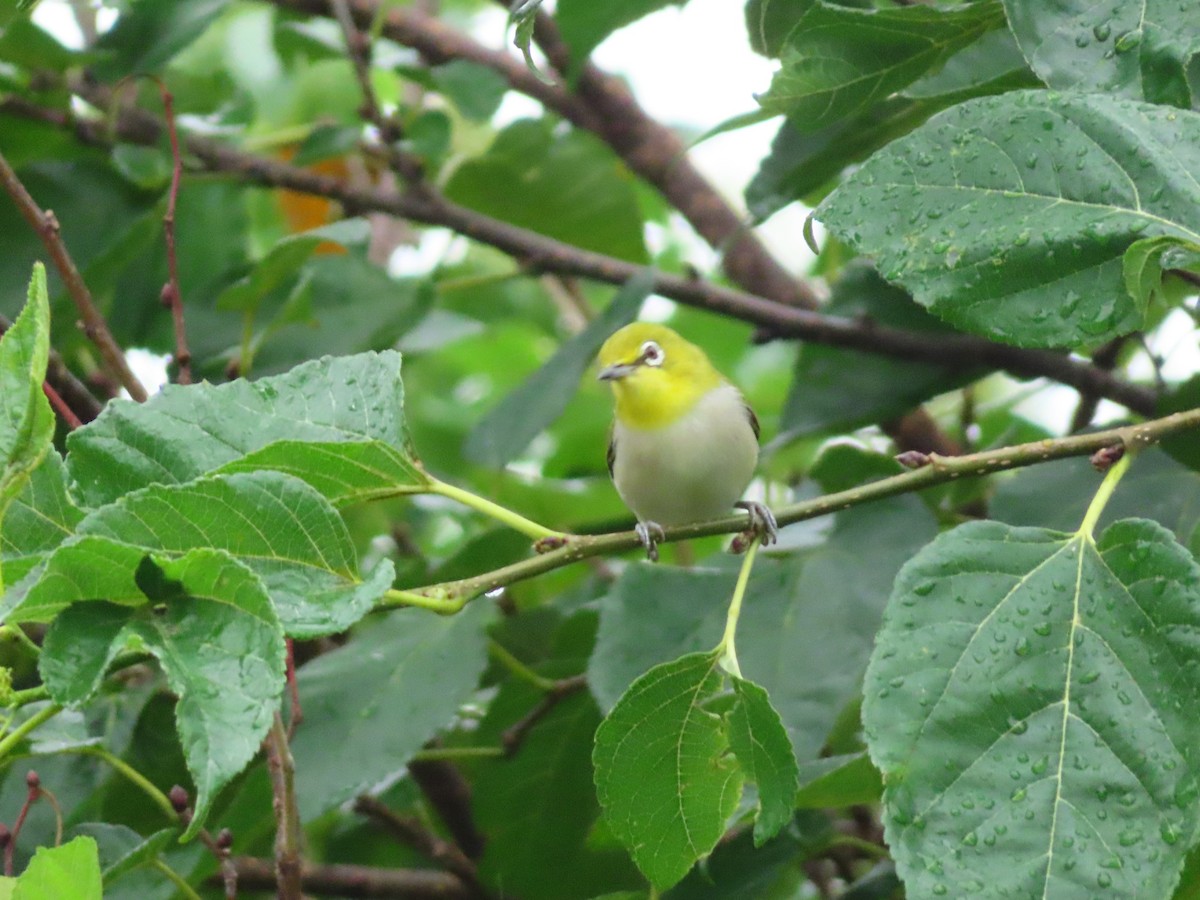 Swinhoe's White-eye - ML624018761