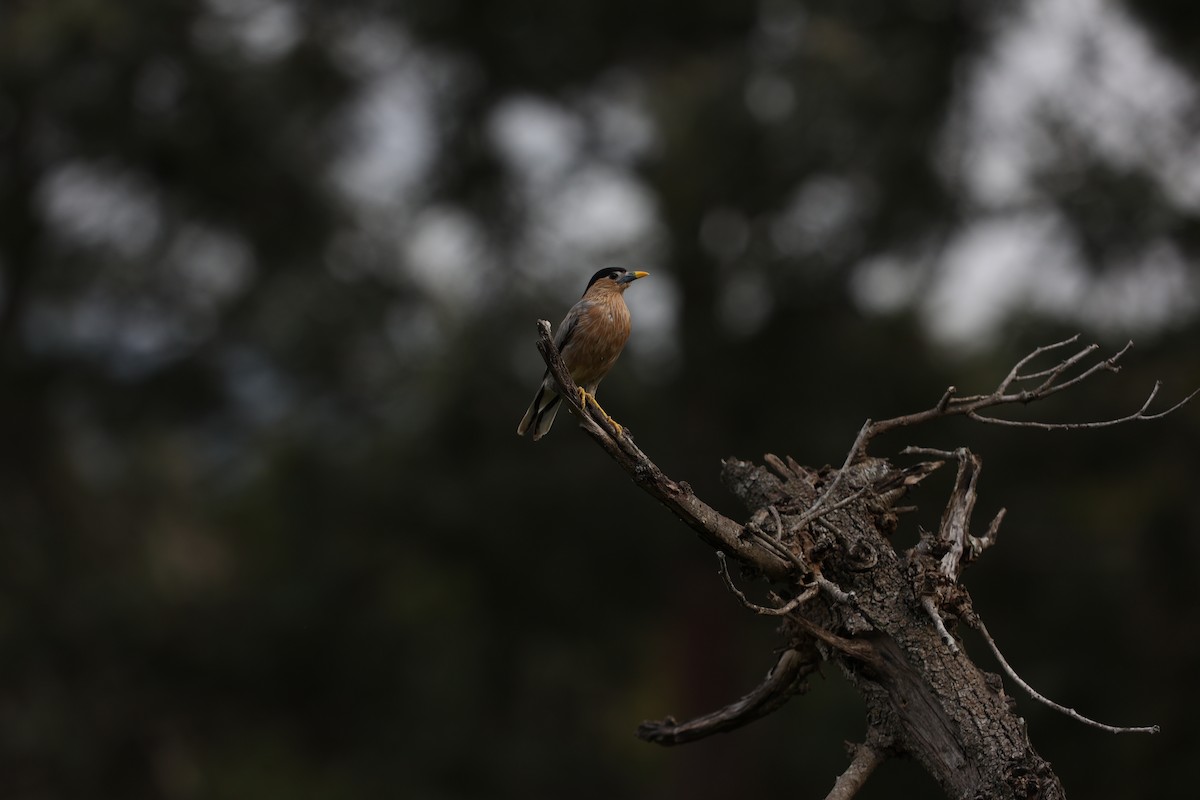 Brahminy Starling - ML624018770