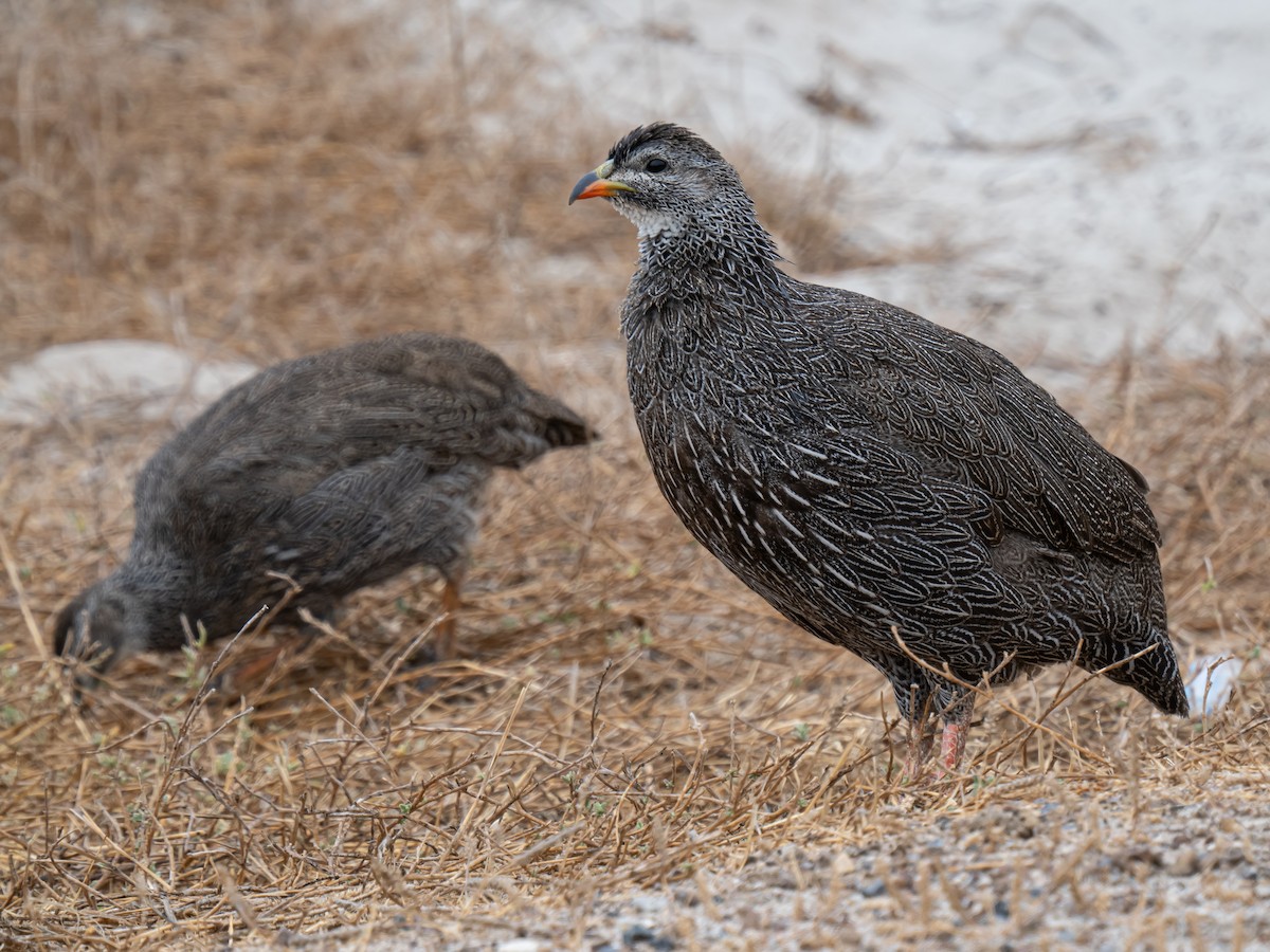 Cape Spurfowl - ML624018778