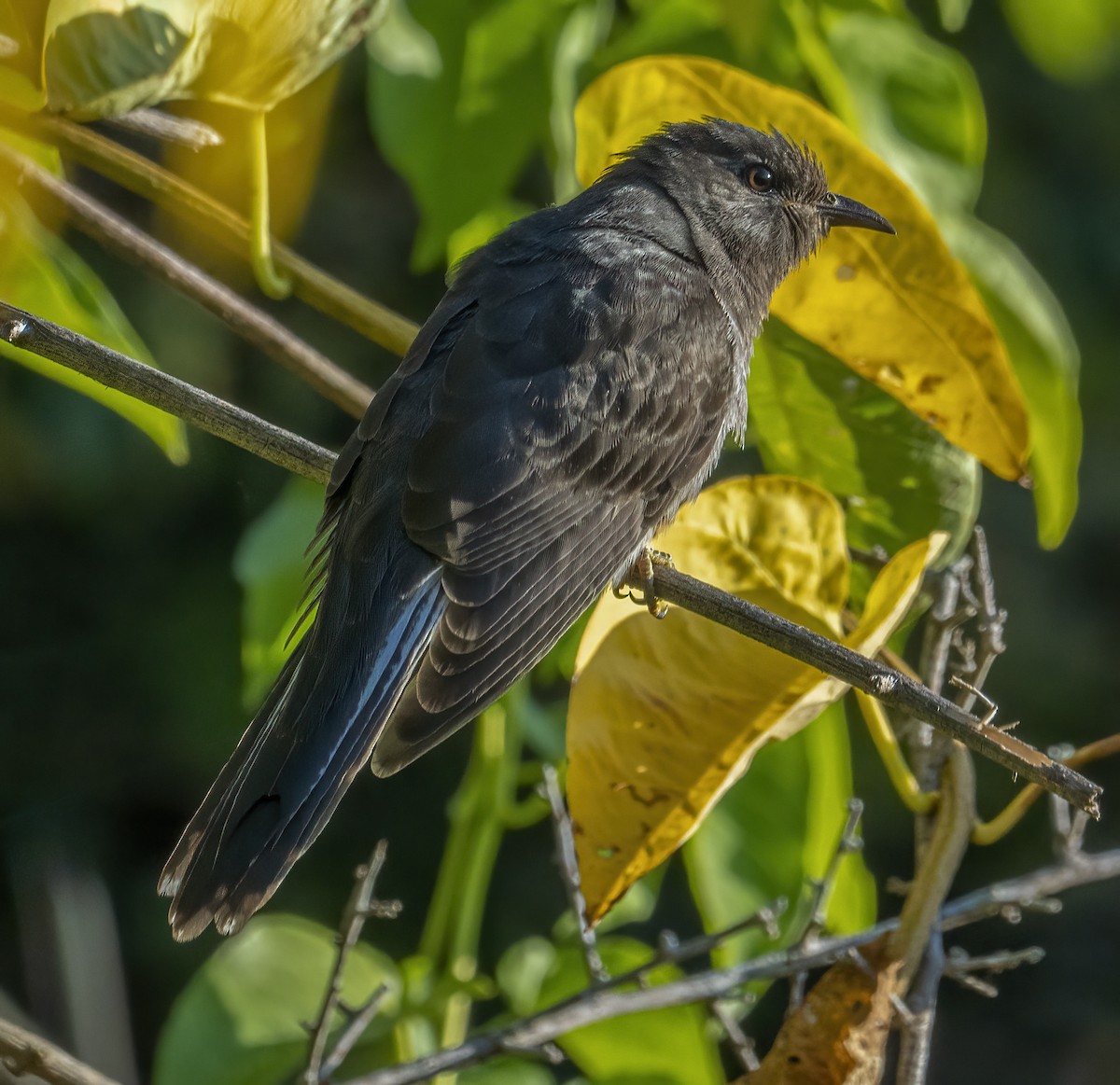 Gray-bellied Cuckoo - ML624018797