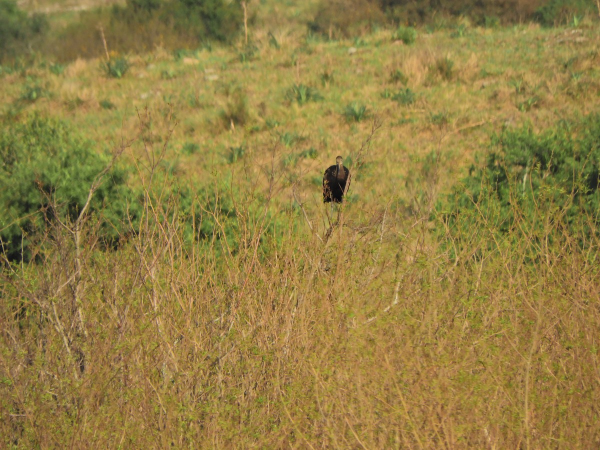 Limpkin - ML624018808