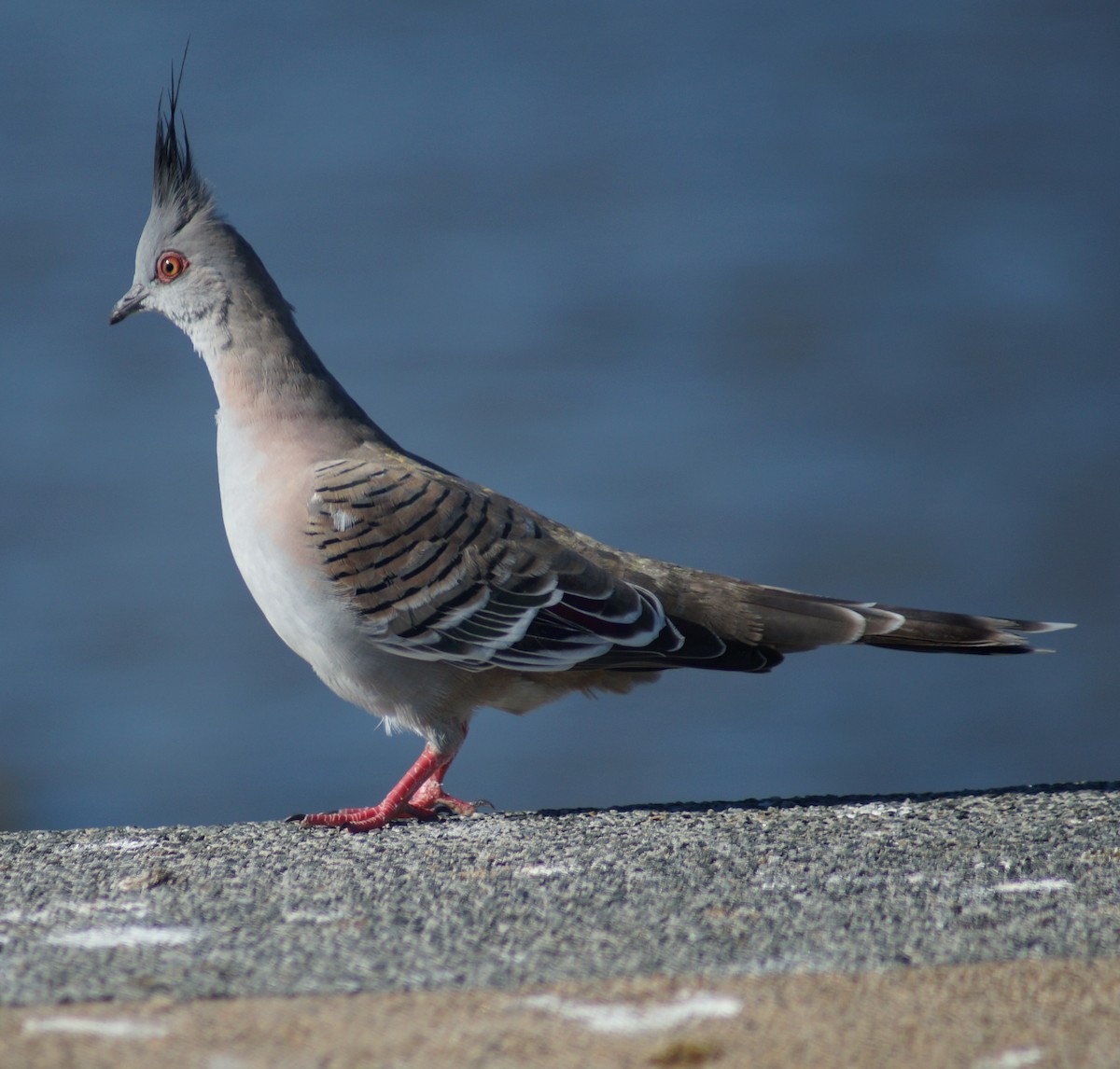 Crested Pigeon - ML62401881