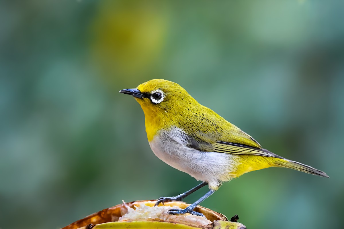 Indian White-eye - ML624018810