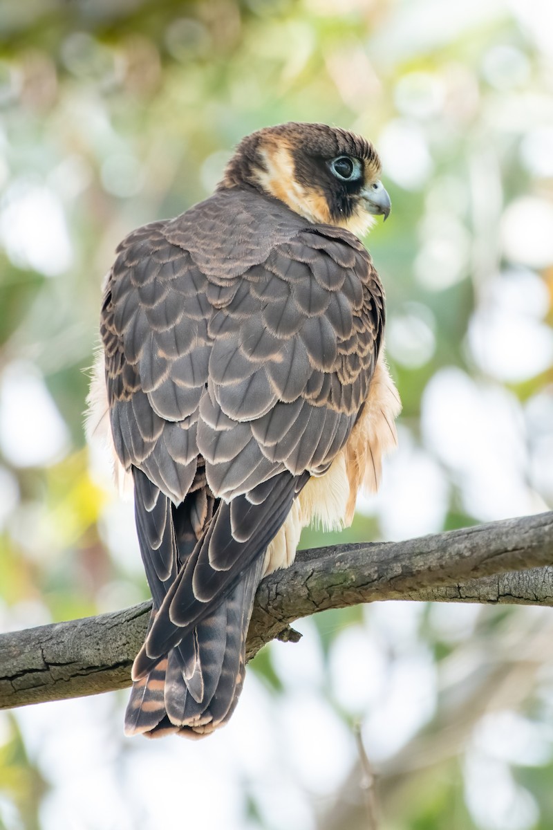 Australian Hobby - ML624018813