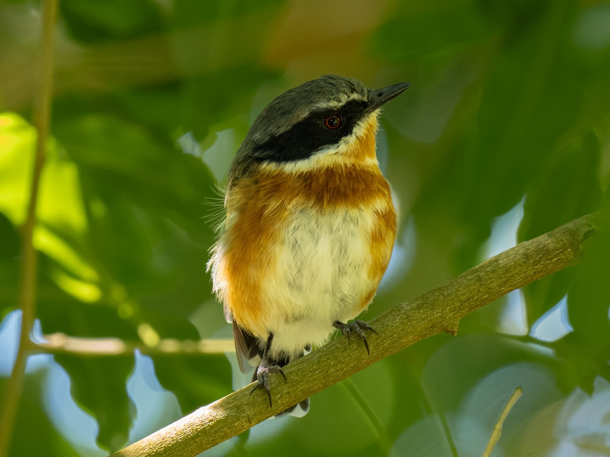 Cape Batis - ML624018814