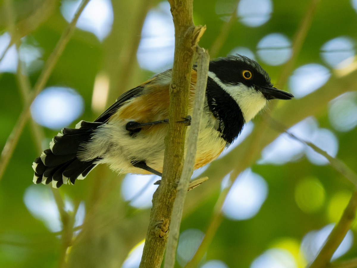 Cape Batis - ML624018815