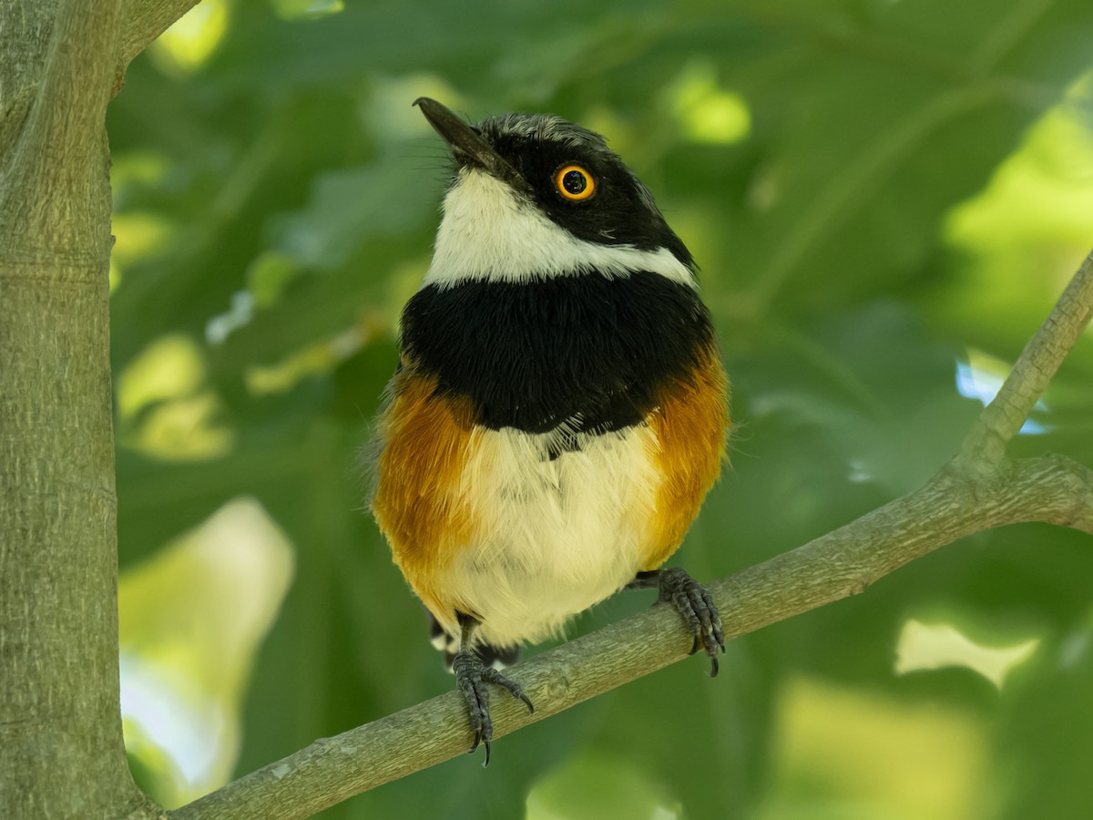 Cape Batis - ML624018816