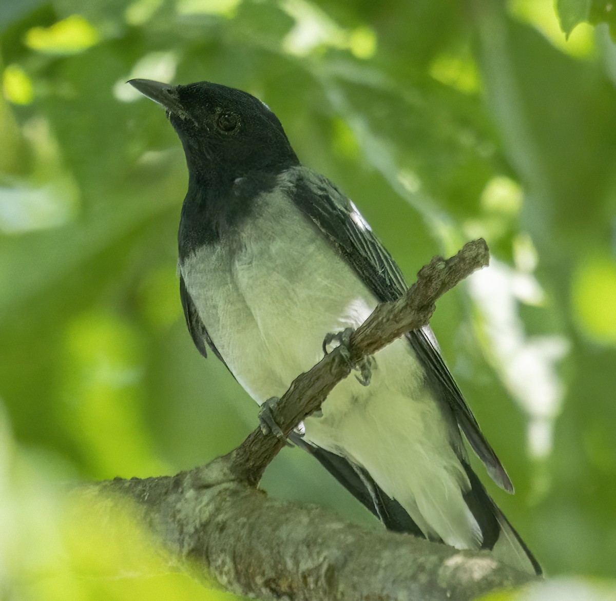 Black-headed Cuckooshrike - ML624018817