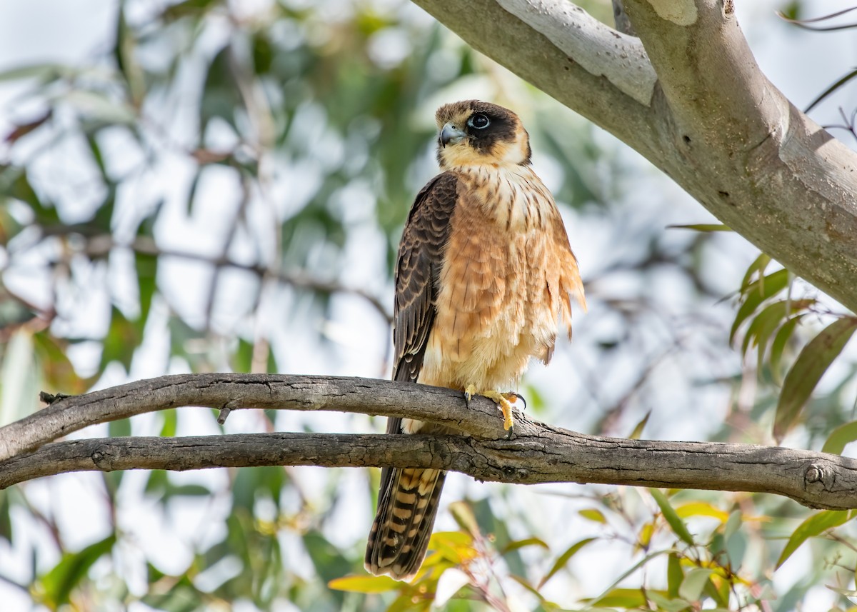 Australian Hobby - ML624018818