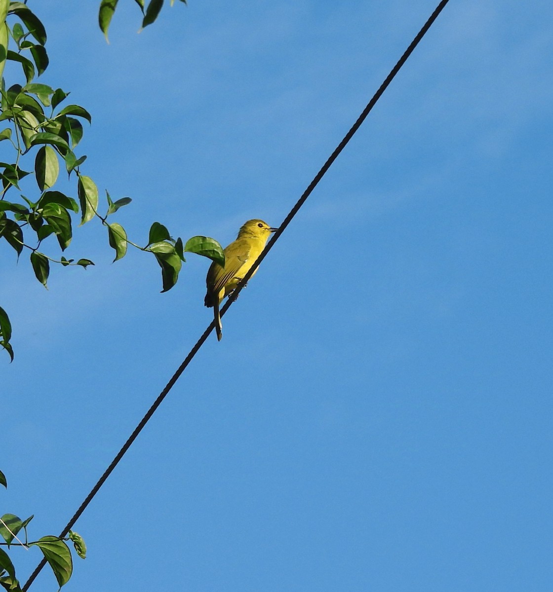 Yellow-browed Bulbul - ML624018819