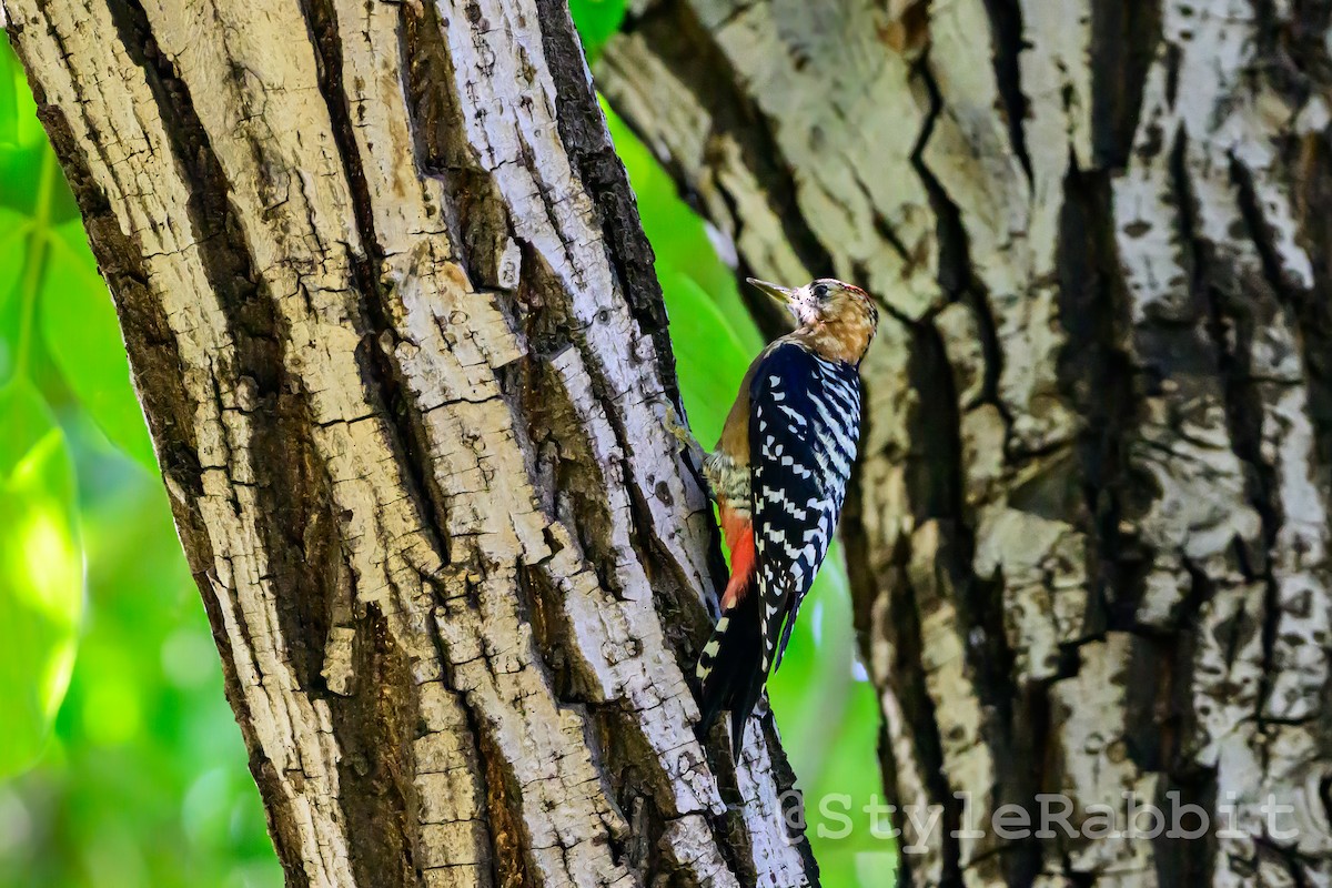 Rufous-bellied Woodpecker - ML624018820