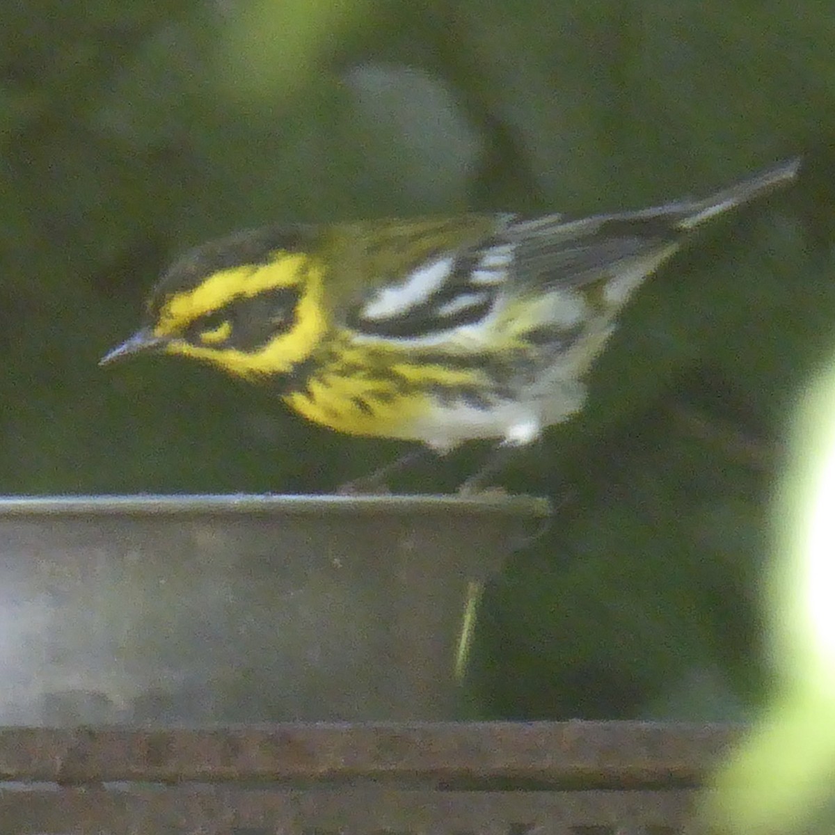 Townsend's Warbler - ML624018821