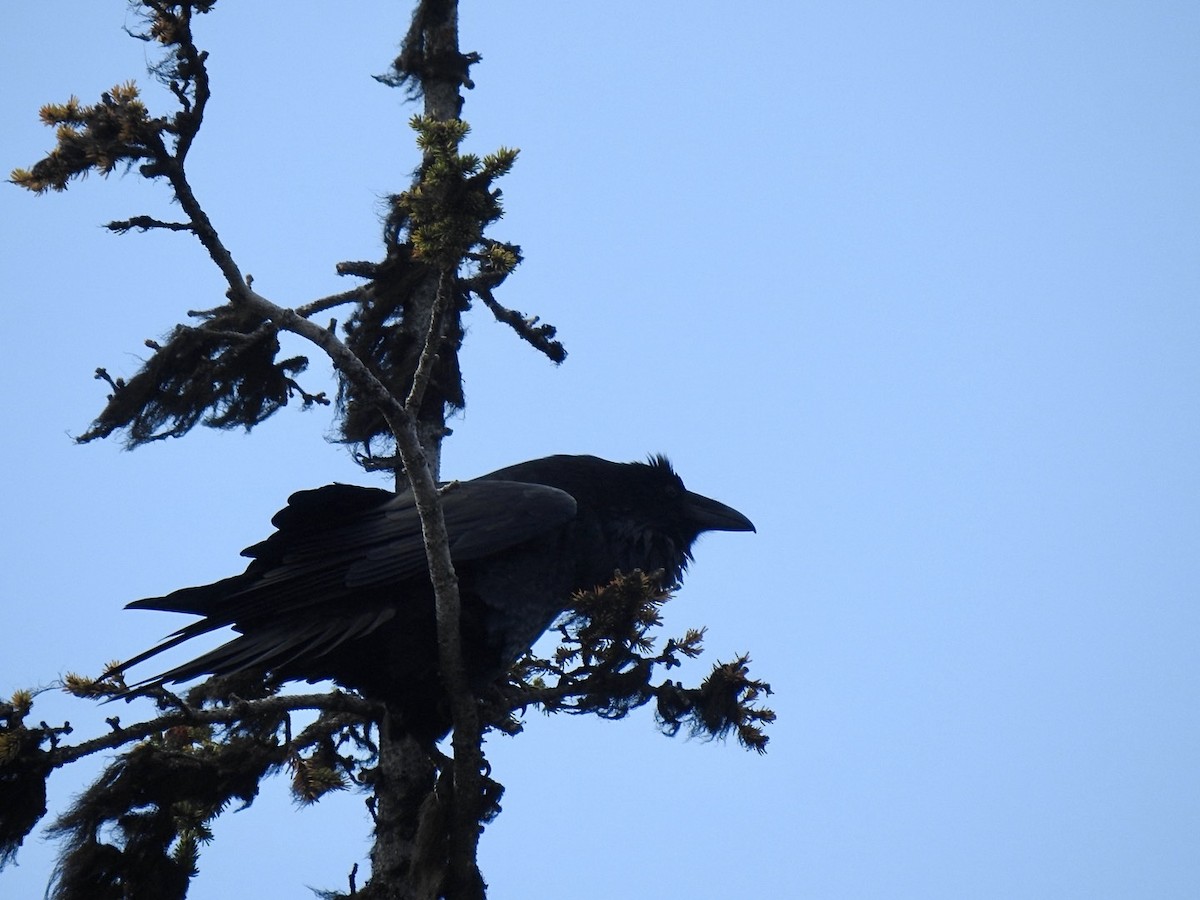 Common Raven - ML624018823