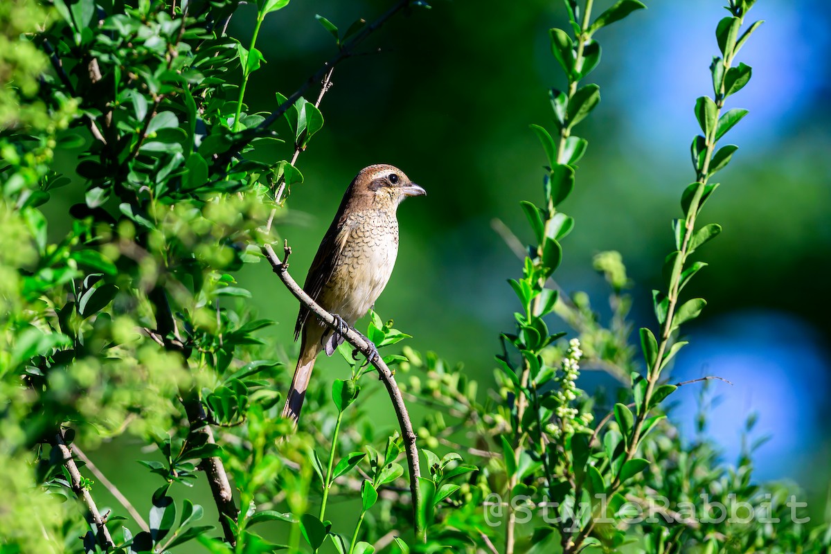 Brown Shrike - ML624018825