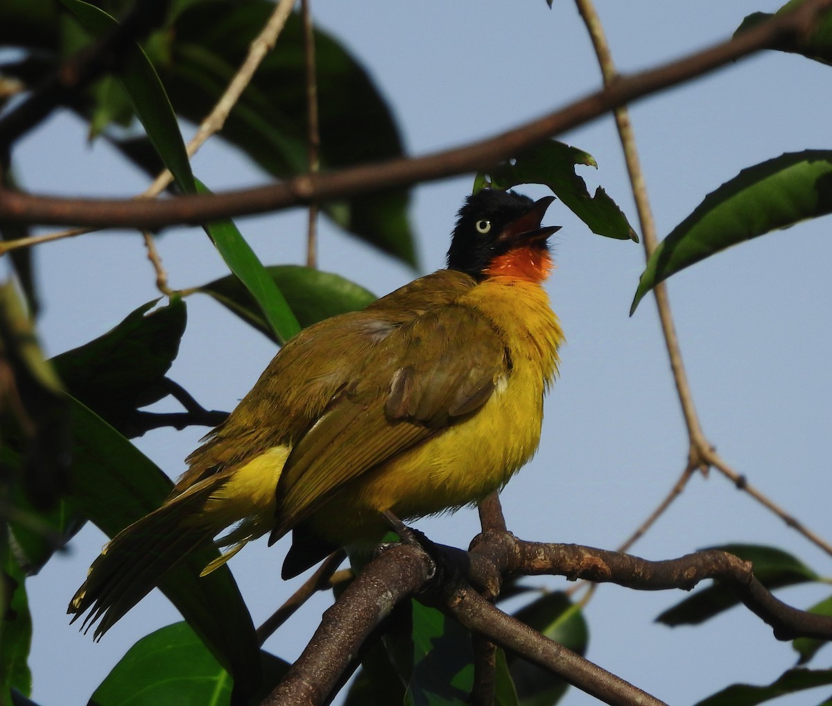 Flame-throated Bulbul - ML624018826