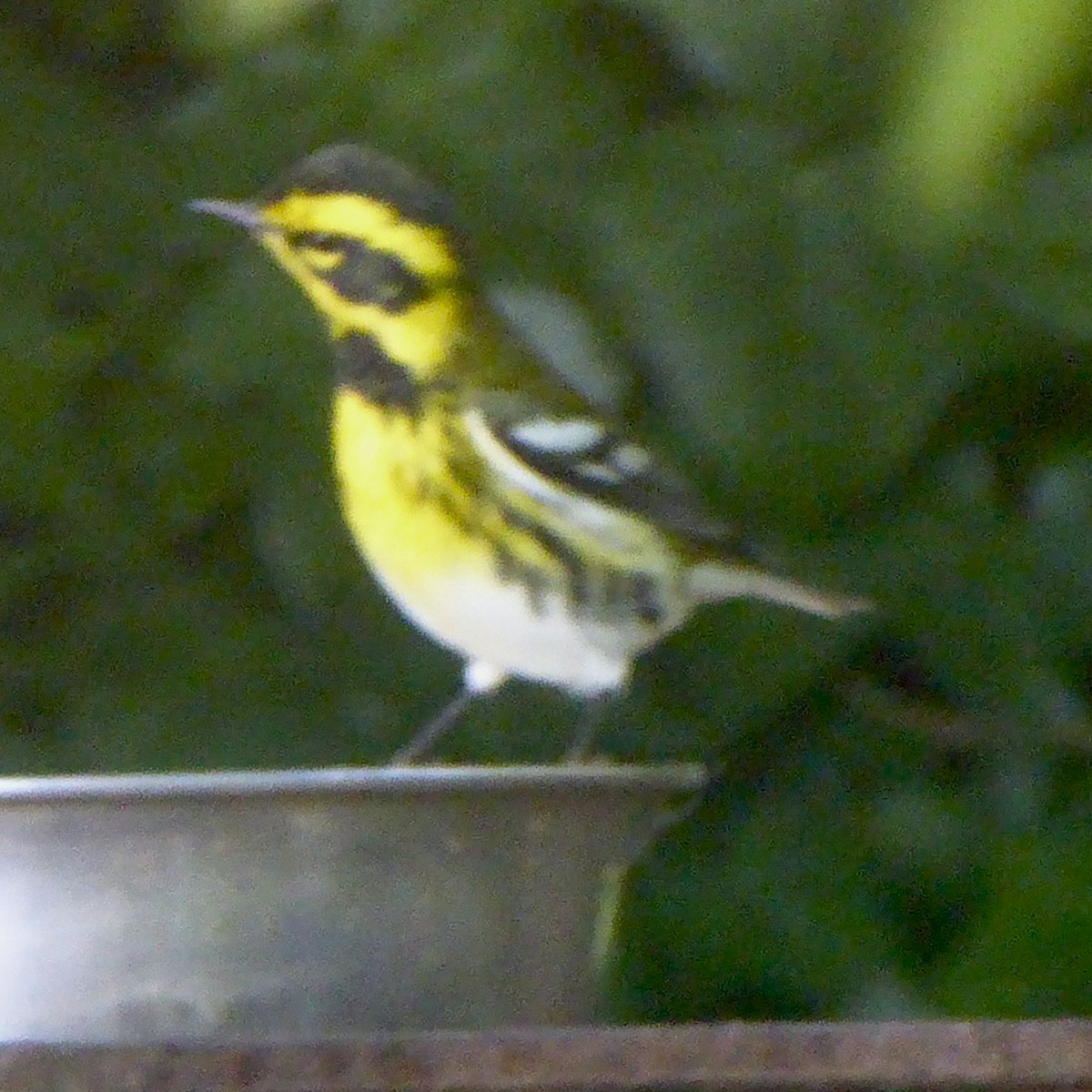 Townsend's Warbler - ML624018827