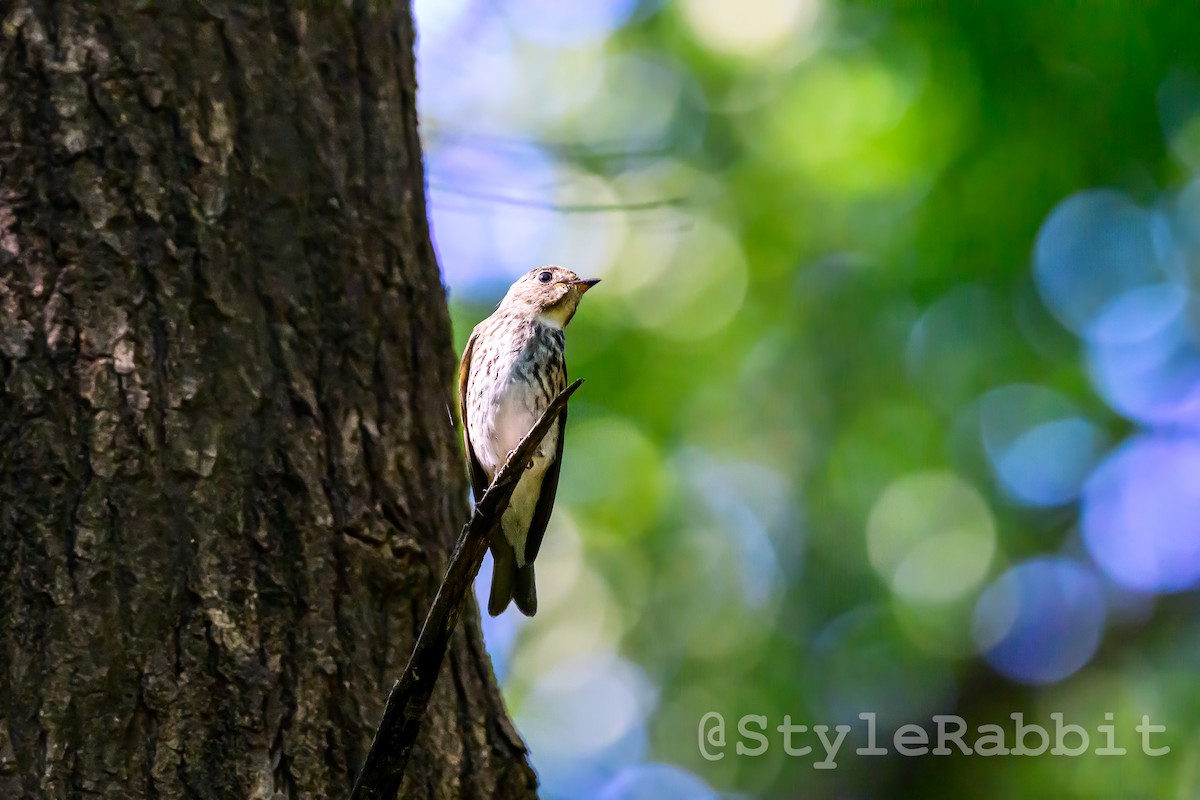 Dark-sided Flycatcher - ML624018828