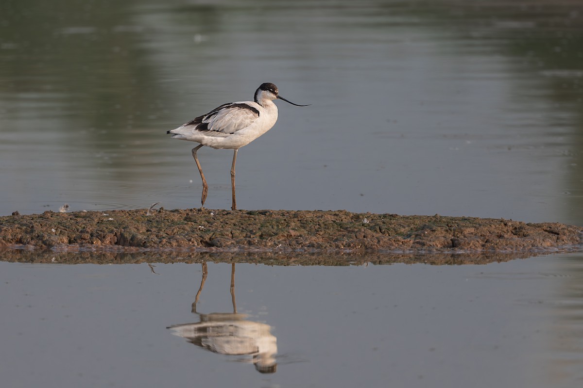 Pied Avocet - ML624018829