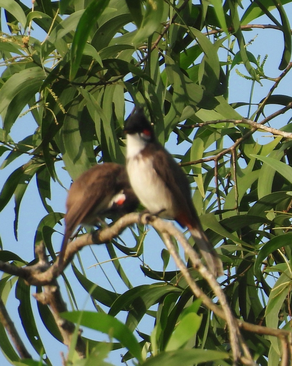 Red-whiskered Bulbul - ML624018832