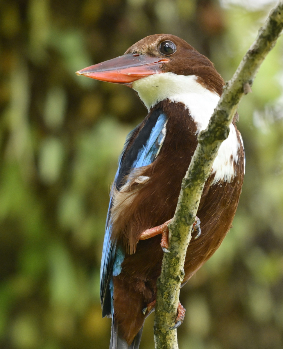 White-throated Kingfisher - ML624018833