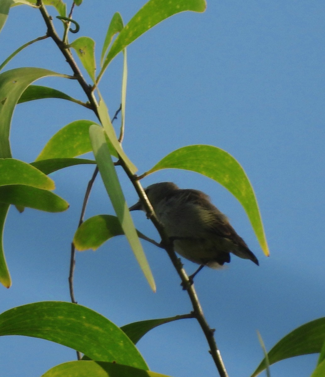 Pale-billed Flowerpecker - ML624018834