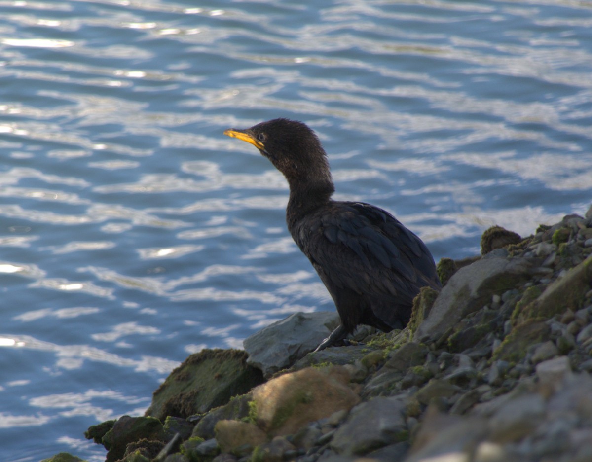 Little Pied Cormorant - ML624018835