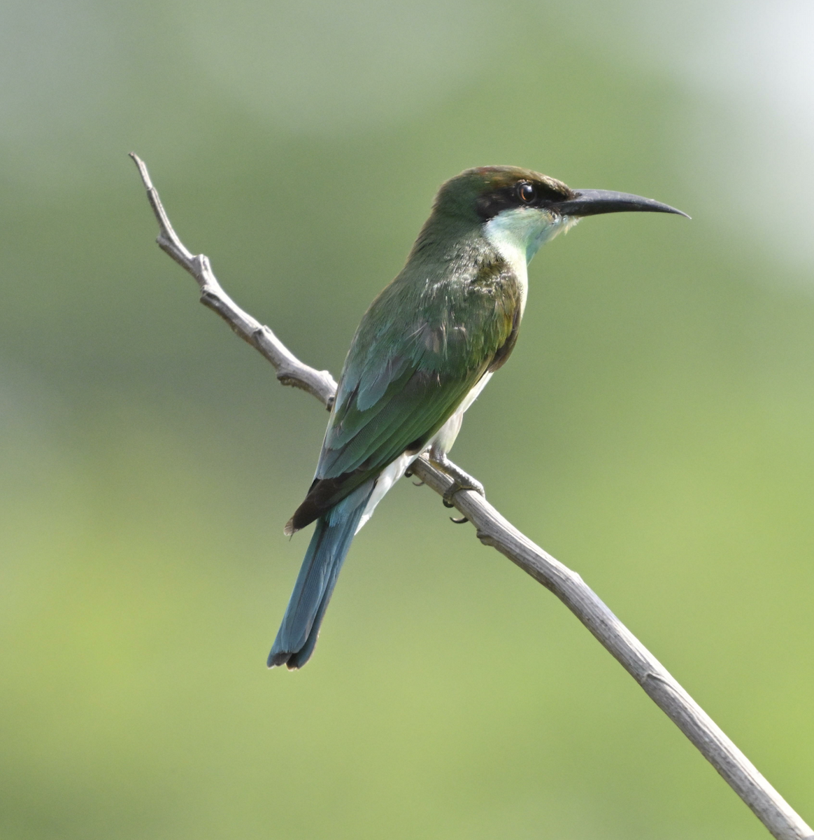 Blue-throated Bee-eater - ML624018836