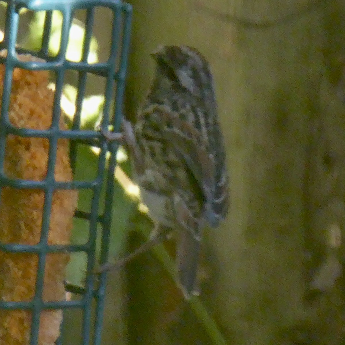 Song Sparrow - ML624018837