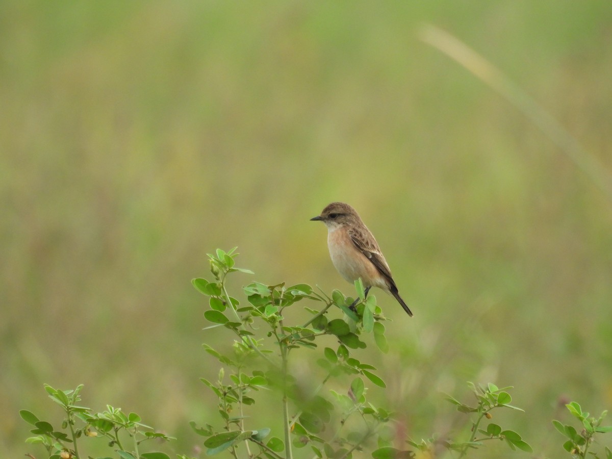 Siberian Stonechat - ML624018838