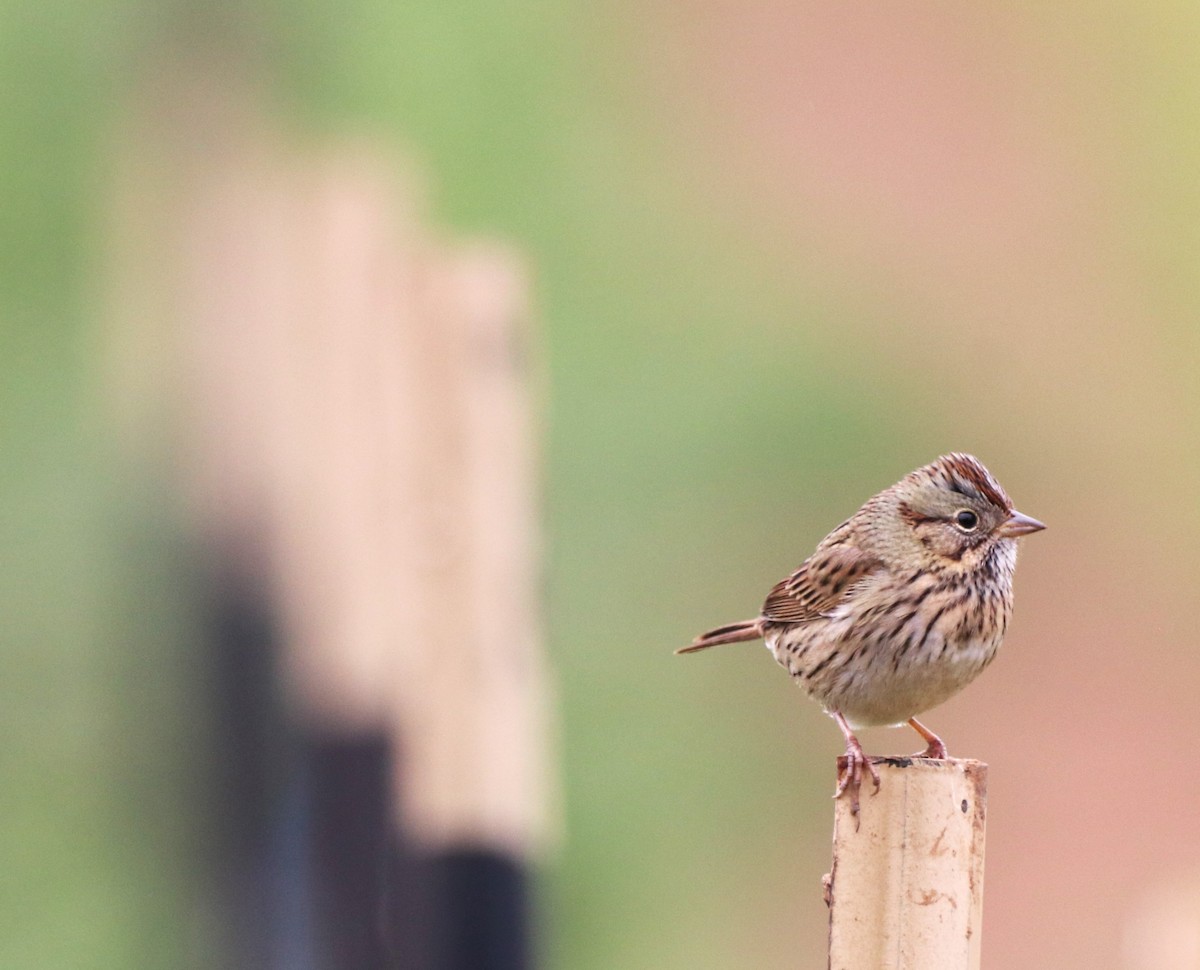 Lincoln's Sparrow - Chris Overington
