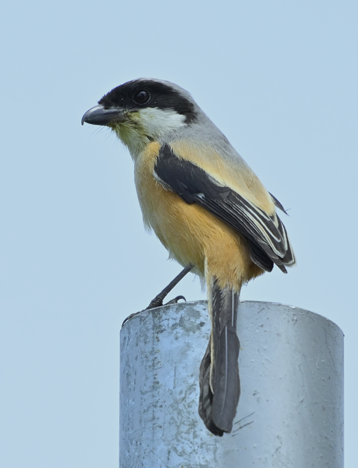 Long-tailed Shrike - ML624018840