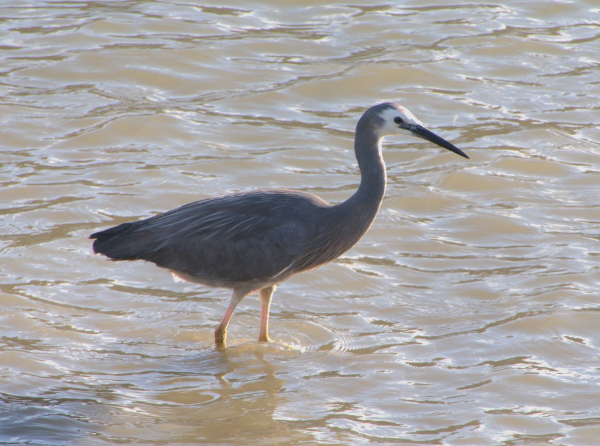 White-faced Heron - Jim Kirker