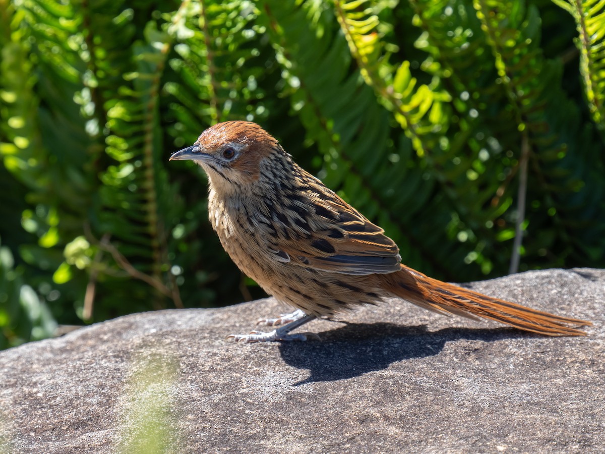 Cape Grassbird - Ivan Leshukov