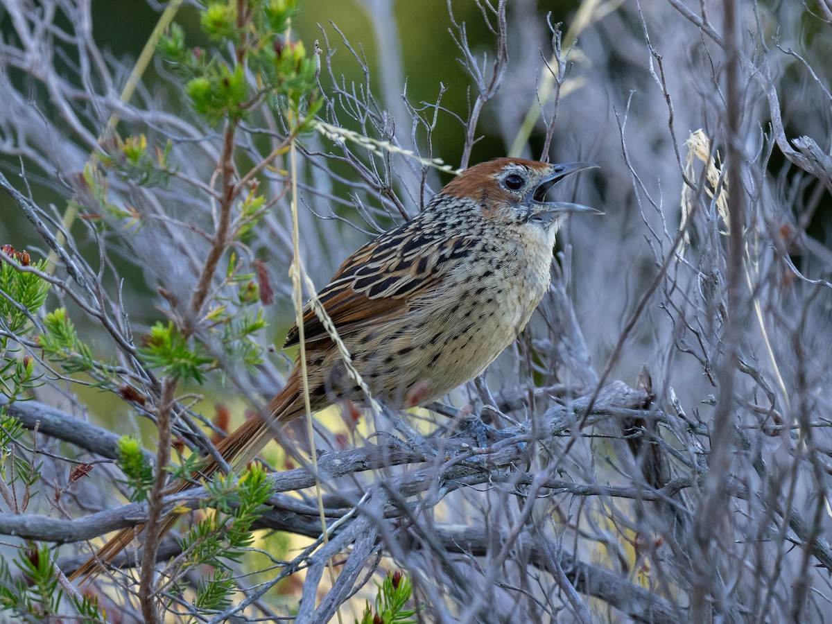 Cape Grassbird - ML624018843