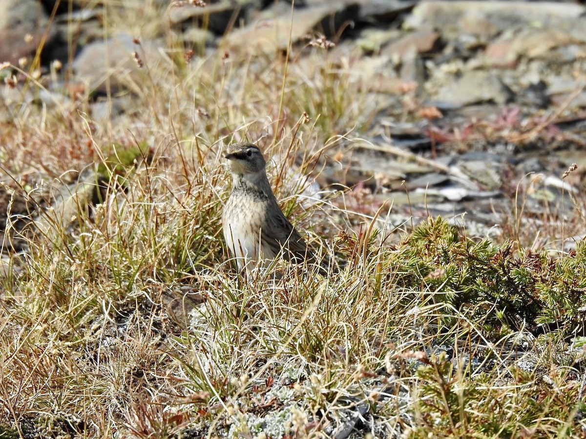 Horned Lark - Stephen Bailey