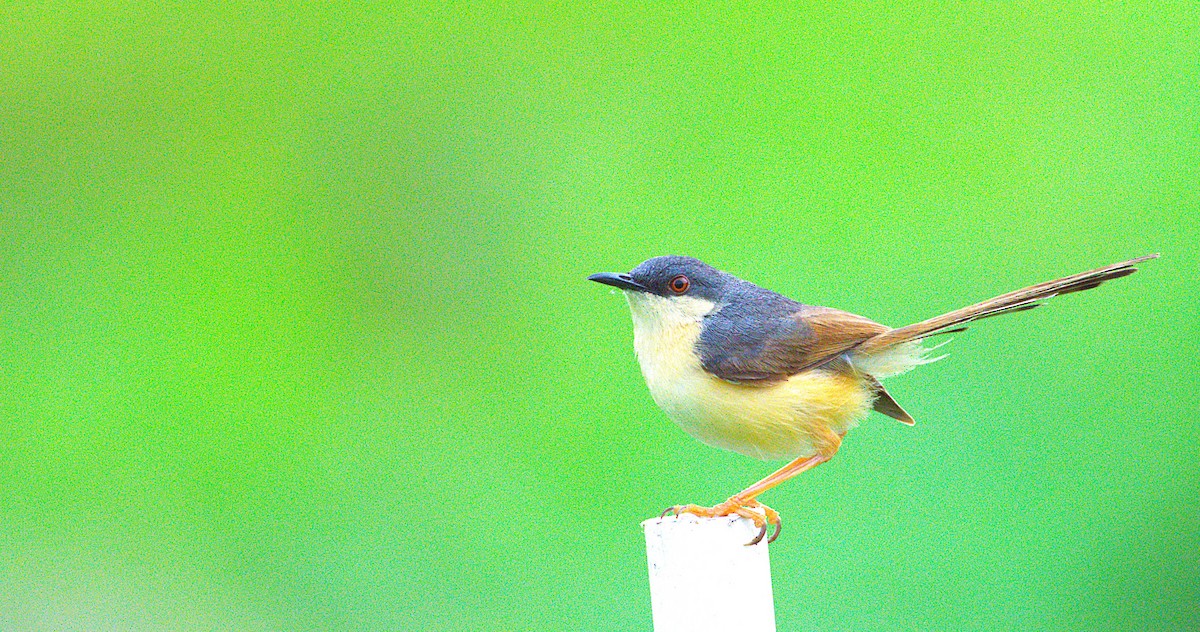 Ashy Prinia - ML624018856