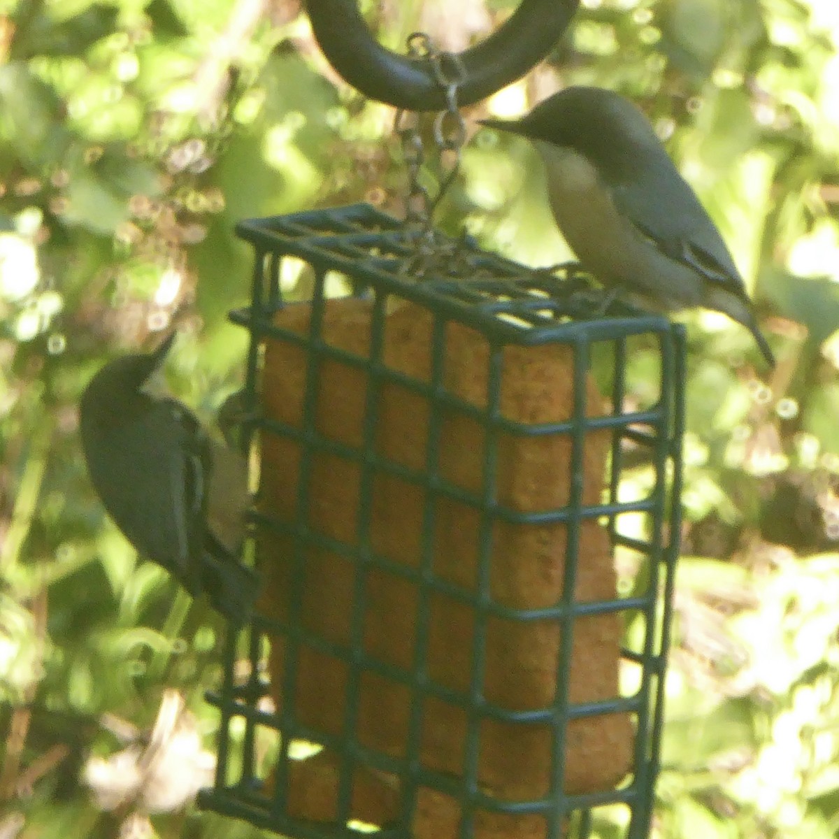 Pygmy Nuthatch - ML624018857