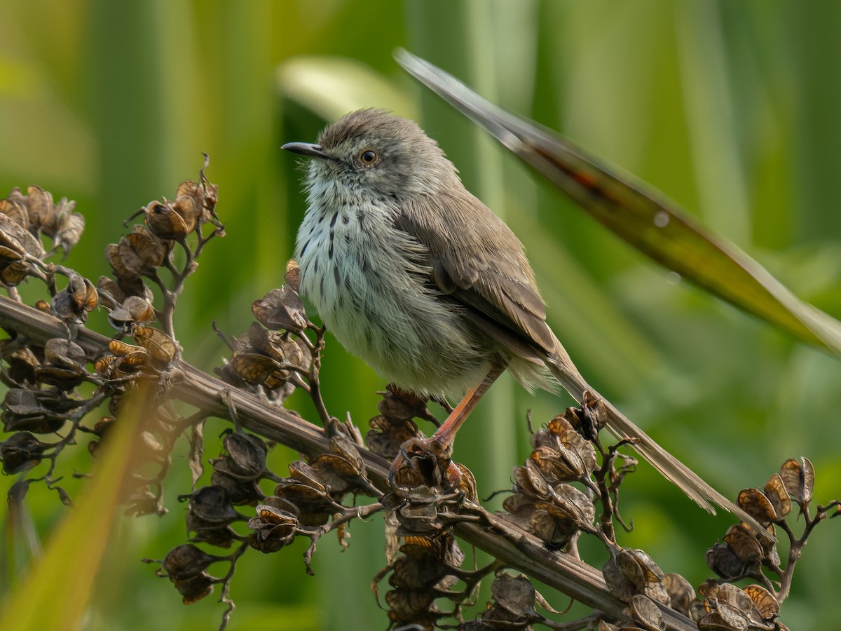 Karoo Prinia - ML624018858