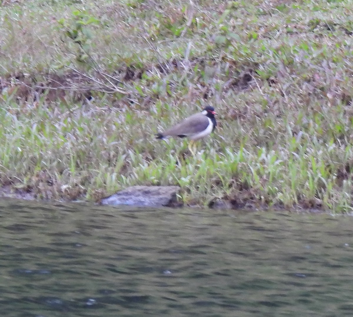 Red-wattled Lapwing - Rama M V