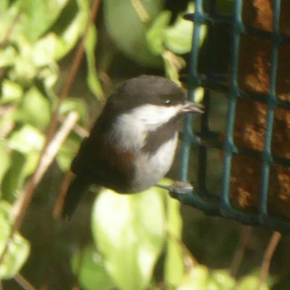 Mésange à dos marron - ML624018861