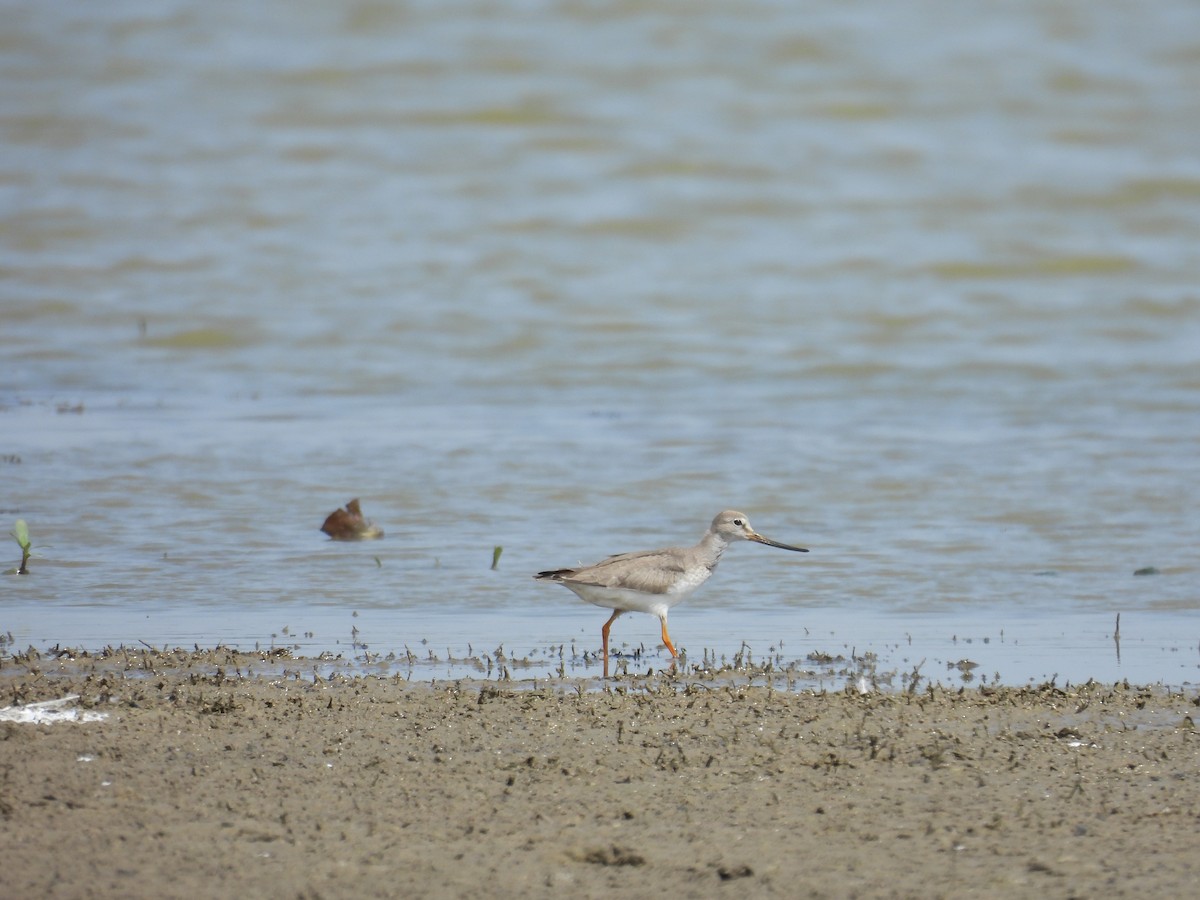 Terek Sandpiper - ML624018862