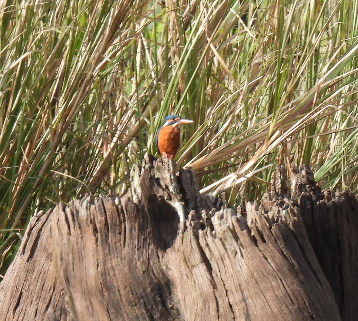 Common Kingfisher - Rama M V