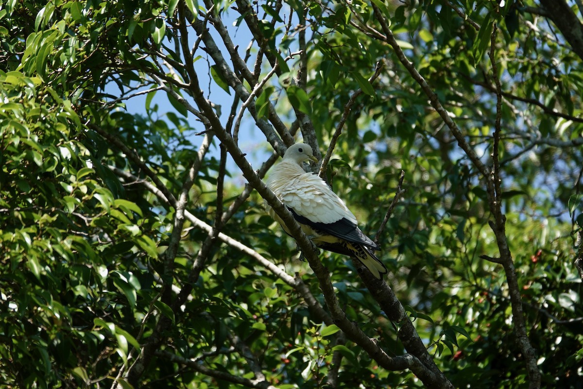 Torresian Imperial-Pigeon - ML624018866